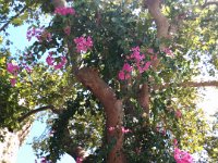 IMG 20150819 142800  Greek Island of Rhodes