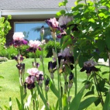 IMG 3885  Purple Irises