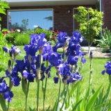 IMG 3886  Stellar Lights Irises