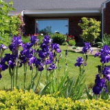 IMG 4423  Stellar Lights Irises
