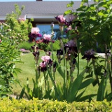 IMG 4424  Purple Irises