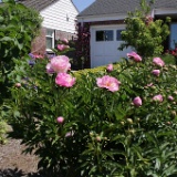 IMG 4427  Peonies