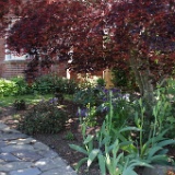 IMG 4435  Irises and Japanese Maple Tree