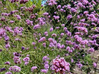 Garden in Sonoma