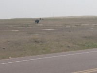 Bison at Badlands