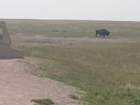 Bison