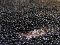 IMG 4169  Grapes in a vat about to be crushed.