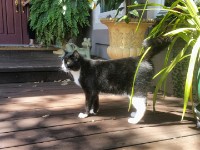 20170818 150936 DRO  Wally patrols his demesnes