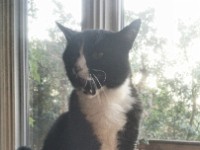 20170818 193519 DRO  Wally yawns before napping